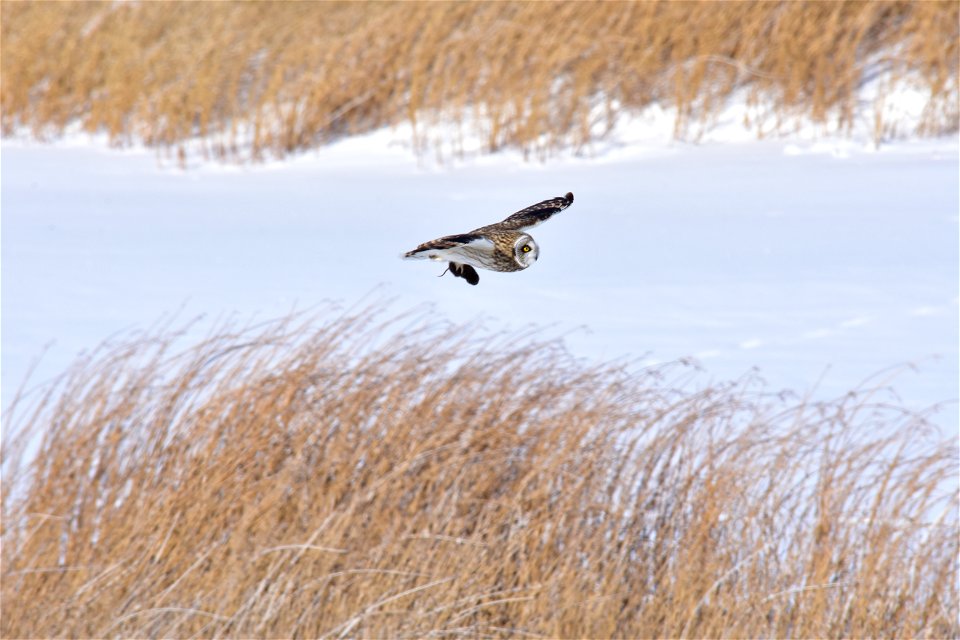A short-eared owl flies past with its lunch, a meadow vole it has just caught.  Photo: Tom Koerner/USFWS

<a href="https://www.facebook.com/Seedskadee/" rel="nofollow">www.facebook.com/Seedskade