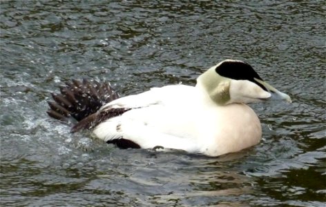 Eiderente im Heidelberger Zoo