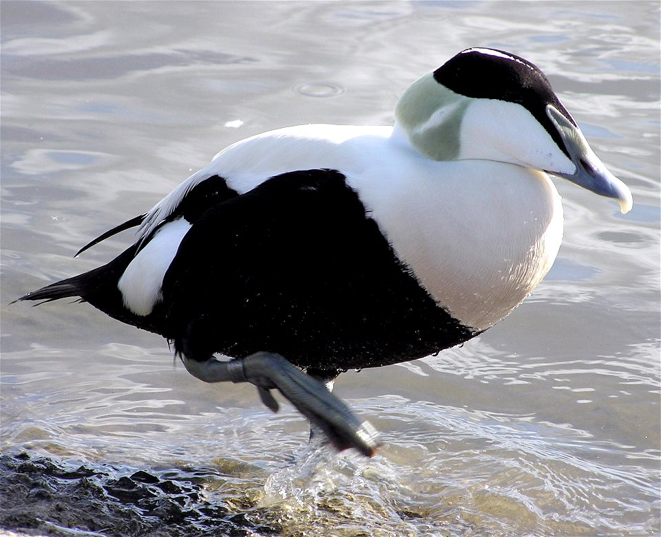 Common Eider duck Somateria mollissima at Bristol Zoo, Bristol, England.

Photographed by Adrian Pingstone in February 2005 and released to the public domain.