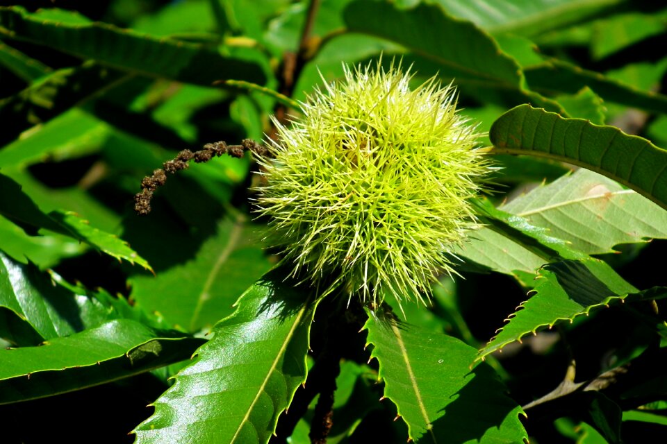 Barbed food foliage