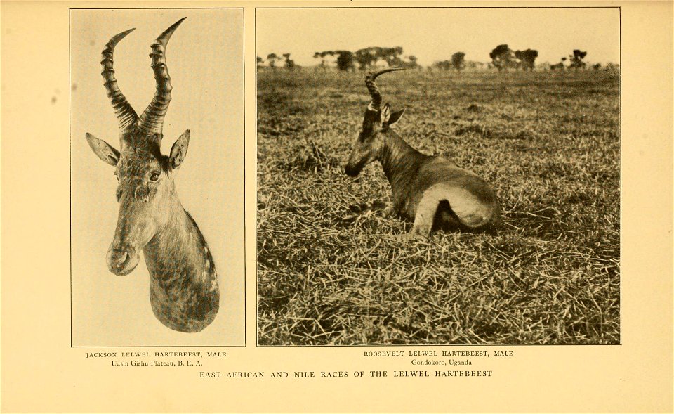Life-histories of African game animals,  by Theodore Roosevelt and Edmund Heller; with illustrations from photographs, and from drawings by Philip R. Goodwin; and with forty faunal maps ...