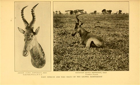 Life-histories of African game animals,  by Theodore Roosevelt and Edmund Heller; with illustrations from photographs, and from drawings by Philip R. Goodwin; and with forty faunal maps ...