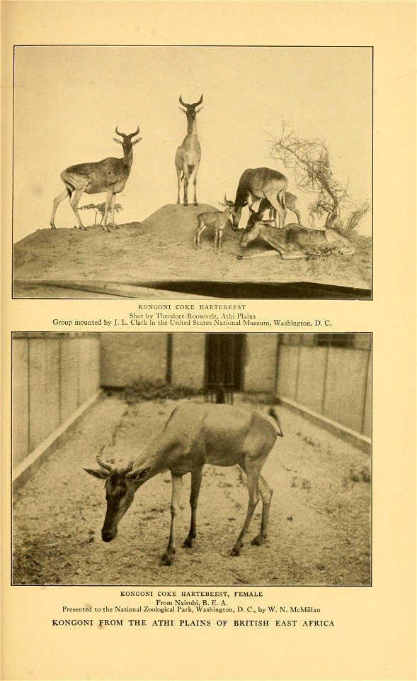 KOXCONI COKE HARTEBEEST 
Shot by Theodore Roosevelt, Athi Plains 
Group mounted by J. L. Clark in the United States National Museum, Washington, D. C. 
KONGONI COKE HARTEBEEST, FEMALE 
From Nairobi, B