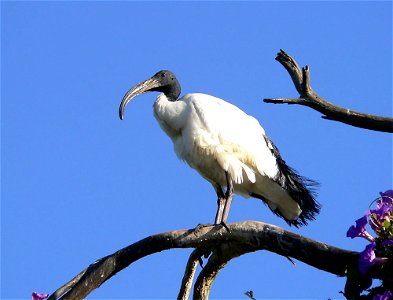 Photo taken by Christiaan Kooyman on 26 December 2005 in Nanyuki, Kenya. photo