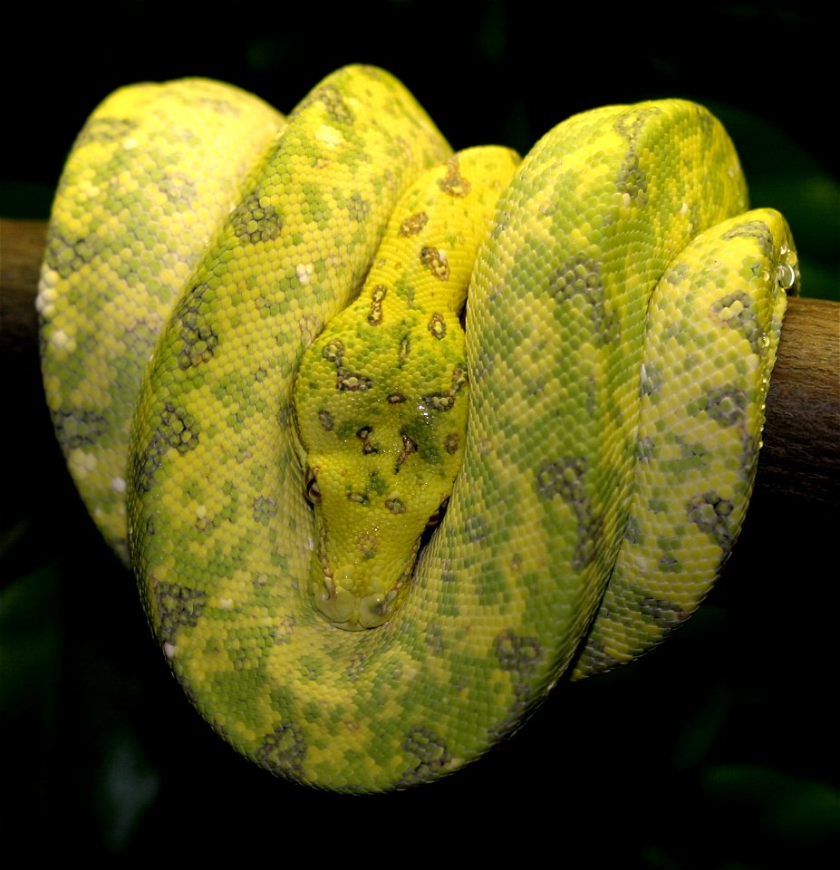 Grüner Baumpython (Morelia viridis), während der Umfärbung
