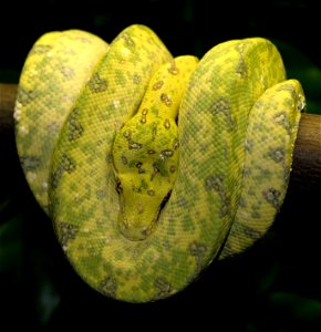 Grüner Baumpython (Morelia viridis), während der Umfärbung