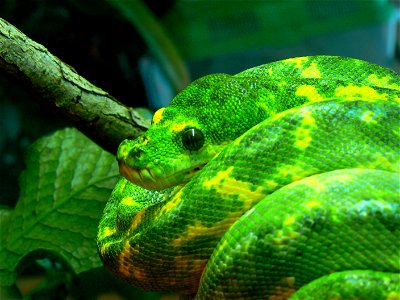 Morelia viridis - the green tree python at Zoo Ohrada, Czech Republic