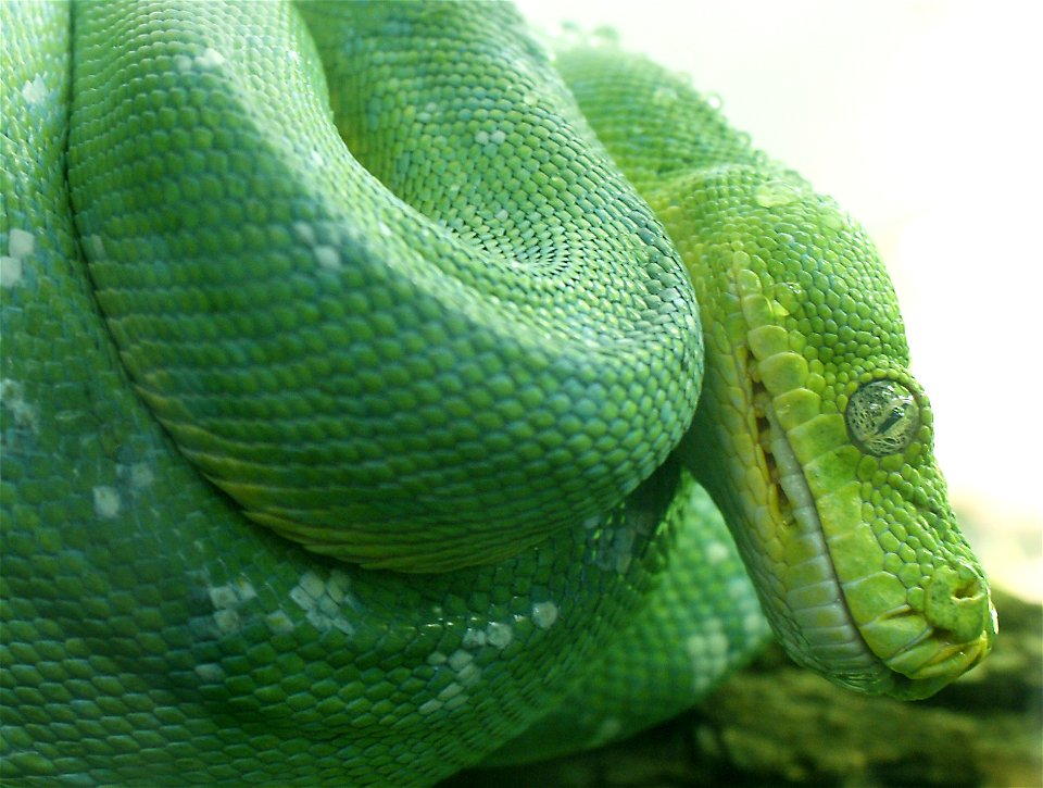 Green tree python Morelia viridis