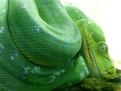 Green tree python Morelia viridis