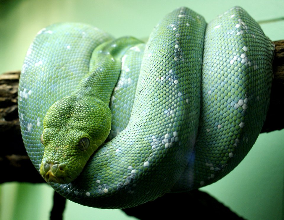 Green tree python (Morelia viridis)