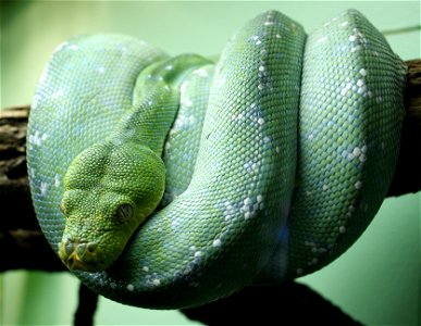 Green tree python (Morelia viridis)