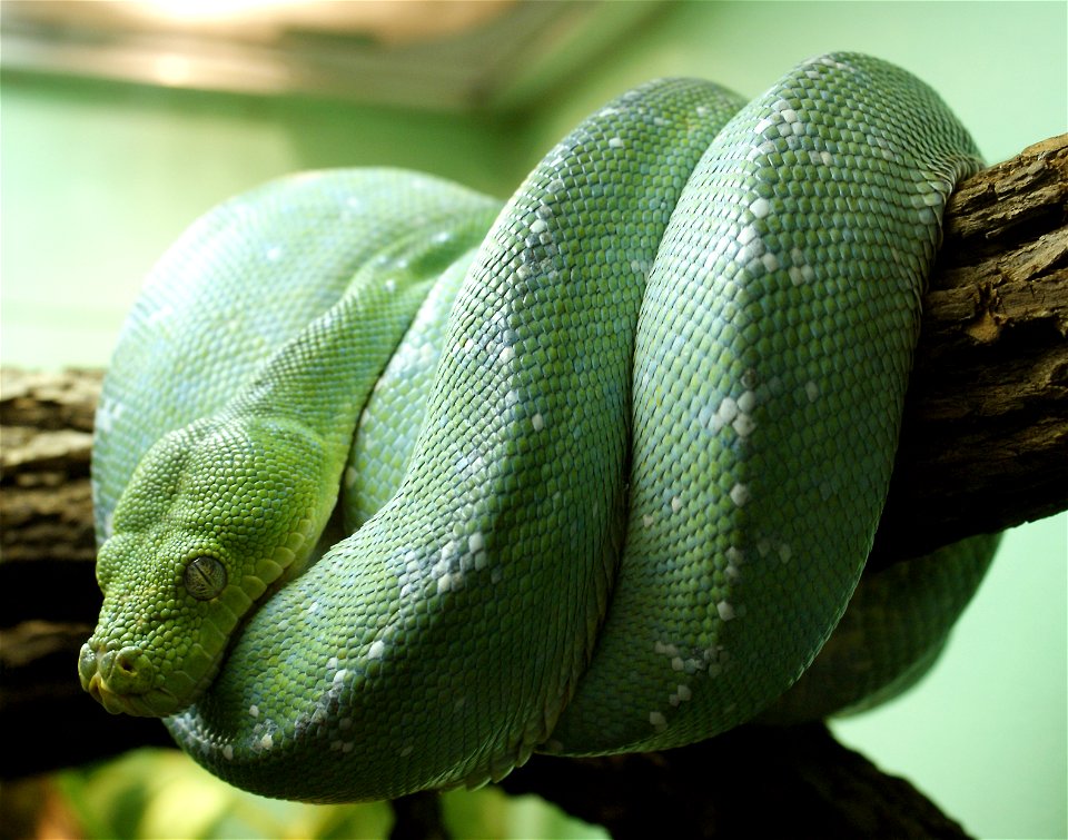 Green tree python (Morelia viridis)
