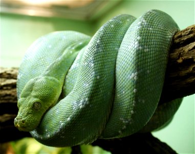 Green tree python (Morelia viridis)