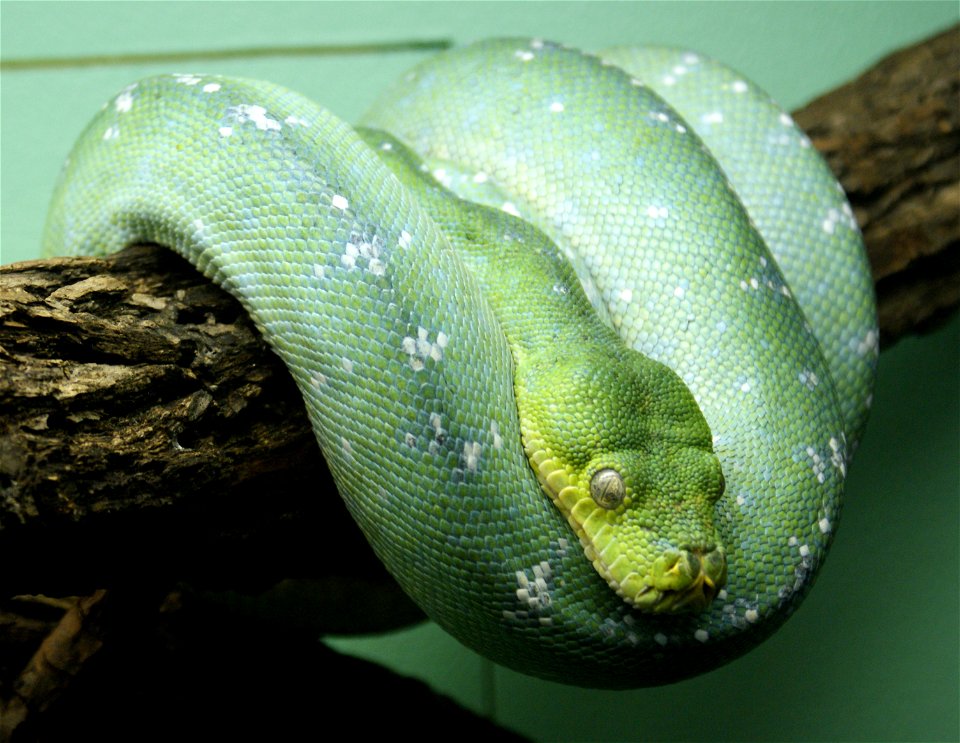 Green tree python (Morelia viridis)