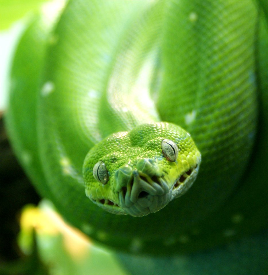 Green tree python Morelia viridis