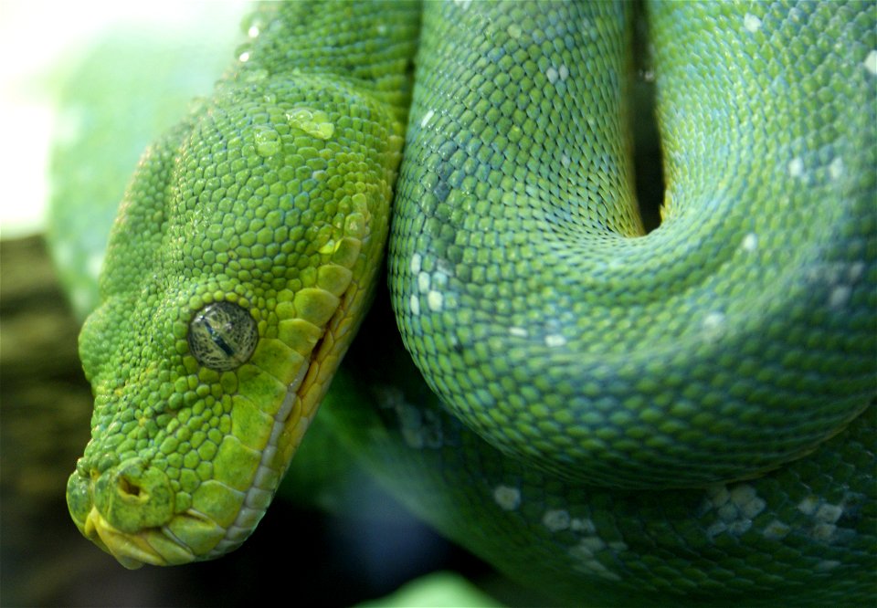 Green tree python Morelia viridis