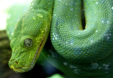 Green tree python Morelia viridis