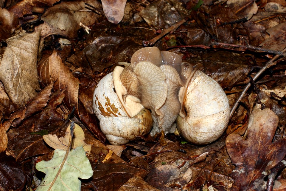 A pair of Burgundy snail (Helix pomatia) copulation