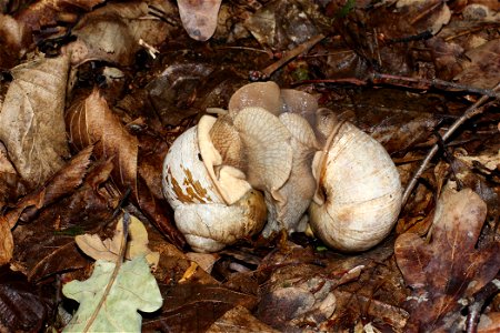 A pair of Burgundy snail (Helix pomatia) copulation