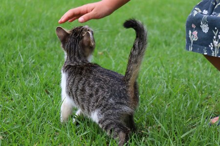 Stroke pet cat baby