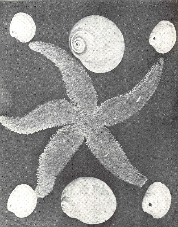 Principal enemy of the adult quahaug is the common winkle or cockle (Lunatia duplicata or heros), pictured at the right and left in the illustration. In the corners are quahaug shells, through which a