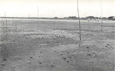 Small grants for the bedding of the catch at Wellfleet. Under the Acts of 1904, the inhabitants of Eastham, Orleans and Wellfleet have the privilege of staking off not over 75 feet square of flat for 