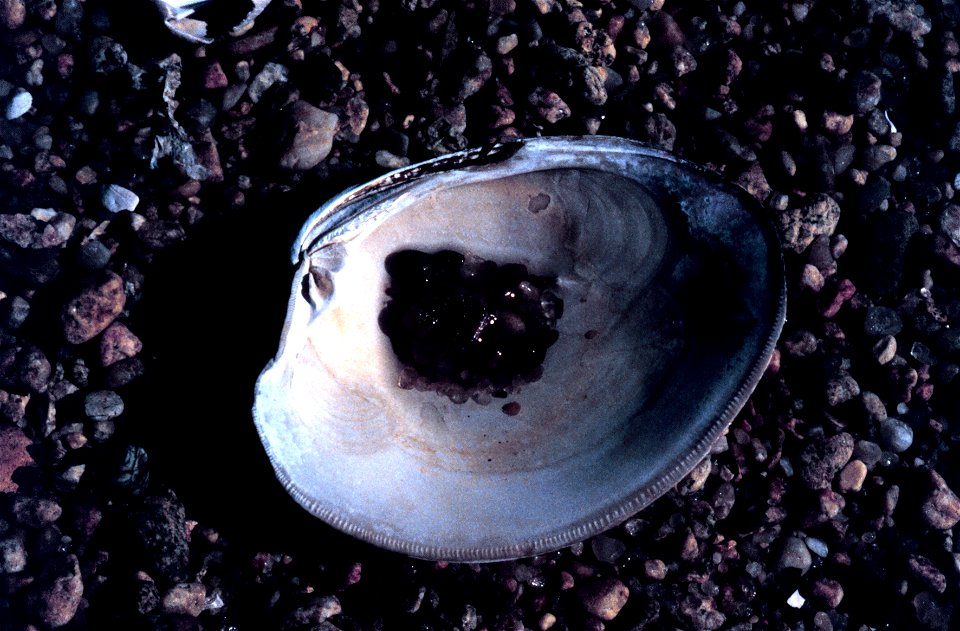 Waquoit Bay National Estuarine Research Reserve. Northern quahog - Mercenaria mercenaria. Massachusetts, Waquoit Bay.