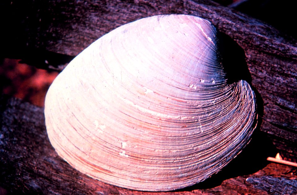 Narragansett Bay National Estuarine Research Reserve Quahog - Mercenaria mercenaria. The quahog clam fishery is the largest in the state of Rhode Island. Narragansett Bay, Rhode Island. 1996 October.