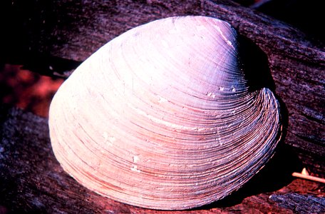 Narragansett Bay National Estuarine Research Reserve Quahog - Mercenaria mercenaria. The quahog clam fishery is the largest in the state of Rhode Island. Narragansett Bay, Rhode Island. 1996 October.