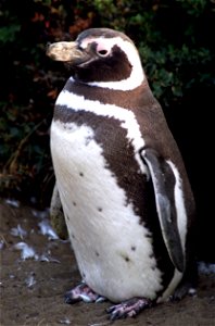 Magellanic penguin near Punta Arena, Chile, photographed in its natural summer habitat during NASA's AirSAR 2004 campaign, March 13, 2004. photo