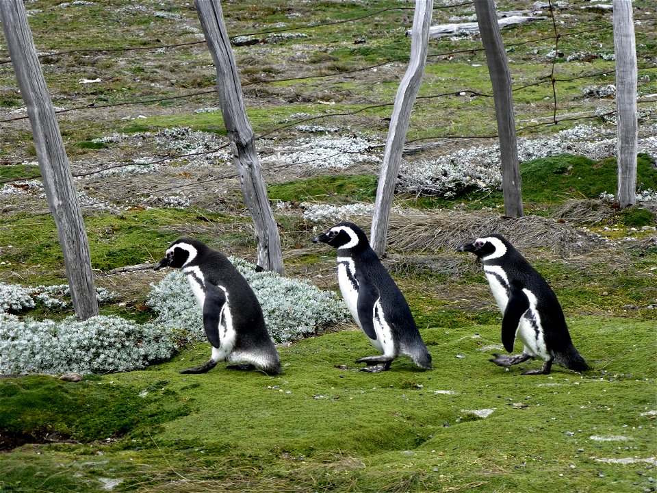 Members of the IceBridge team visited a colony of Magellanic penguins near Punta Arenas on a no-flight day. 
Credit: NASA/ Maria-Jose Vinas

NASA's Operation IceBridge is an airborne science mission t