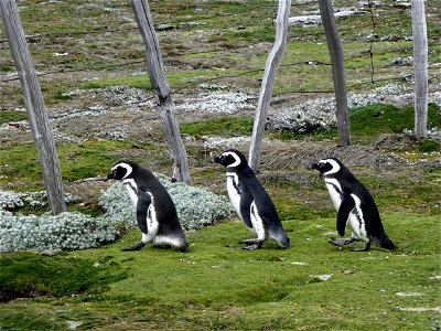 Members of the IceBridge team visited a colony of Magellanic penguins near Punta Arenas on a no-flight day. 
Credit: NASA/ Maria-Jose Vinas

NASA's Operation IceBridge is an airborne science mission t