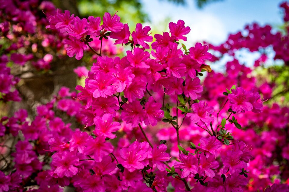 Flower garden spring