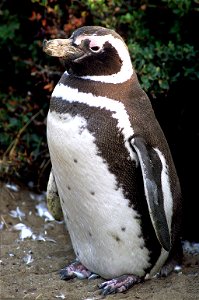 Magellanic penguin near Punta Arenas, Chile, photographed in its natural summer habitat during NASA's AirSAR 2004 campaign.