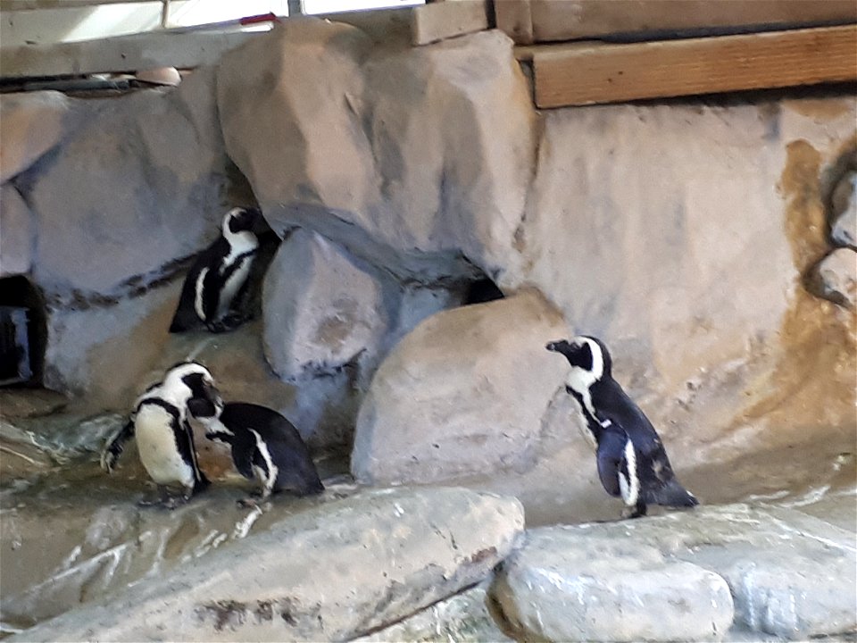 Magellanic penguin in the National Center of the sea Nausicaa in Boulogne-sur-mer (Pas-de-Calais, France).