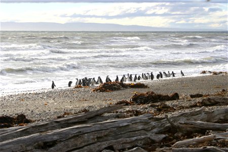 Magellanic penguins (Punta Arenas, Patagonia, Chile) photo