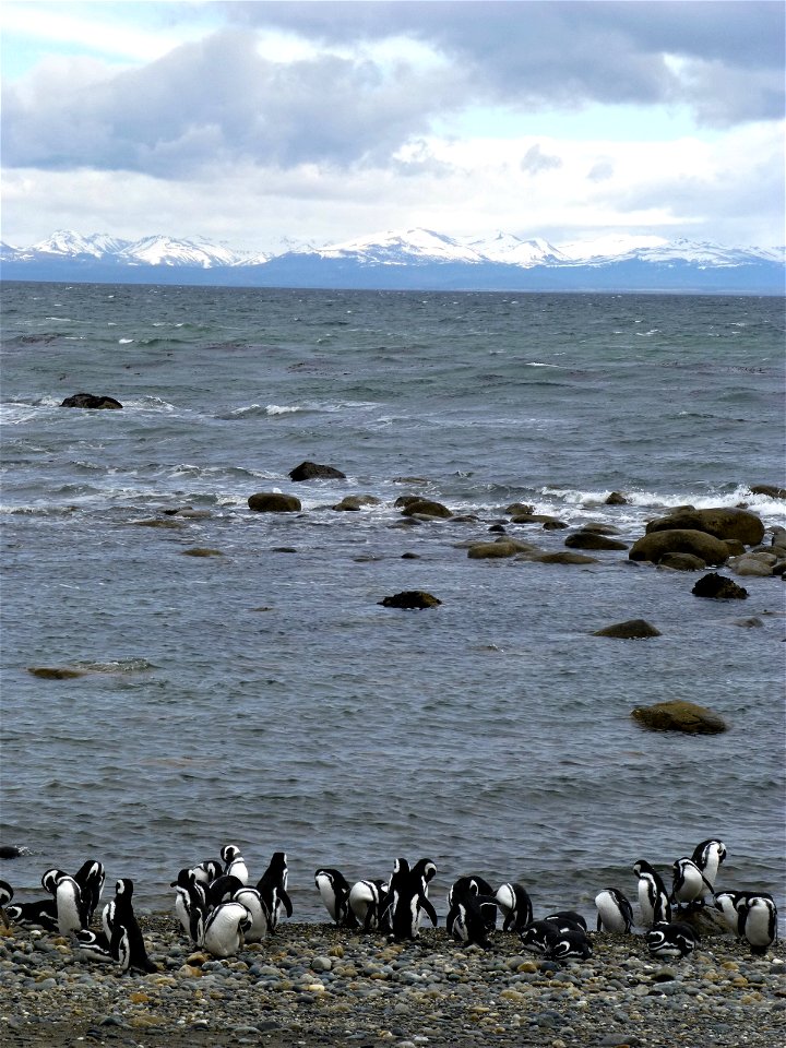 Members of the IceBridge team visited a colony of Magellanic penguins near Punta Arenas on a no-flight day. NASA's Operation IceBridge is an airborne science mission to study Earth's polar ice.