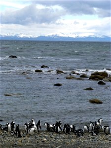 Members of the IceBridge team visited a colony of Magellanic penguins near Punta Arenas on a no-flight day. NASA's Operation IceBridge is an airborne science mission to study Earth's polar ice.