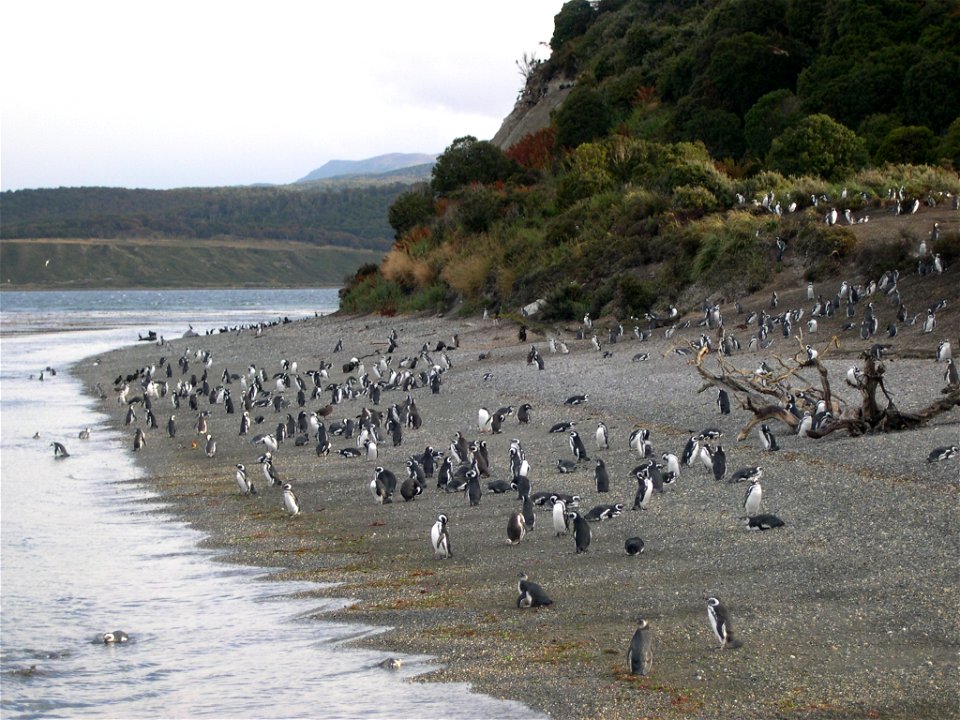 penguins beach Argentina