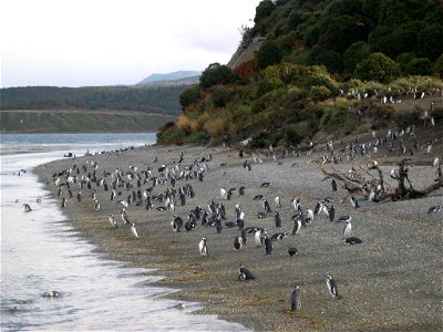 penguins beach Argentina