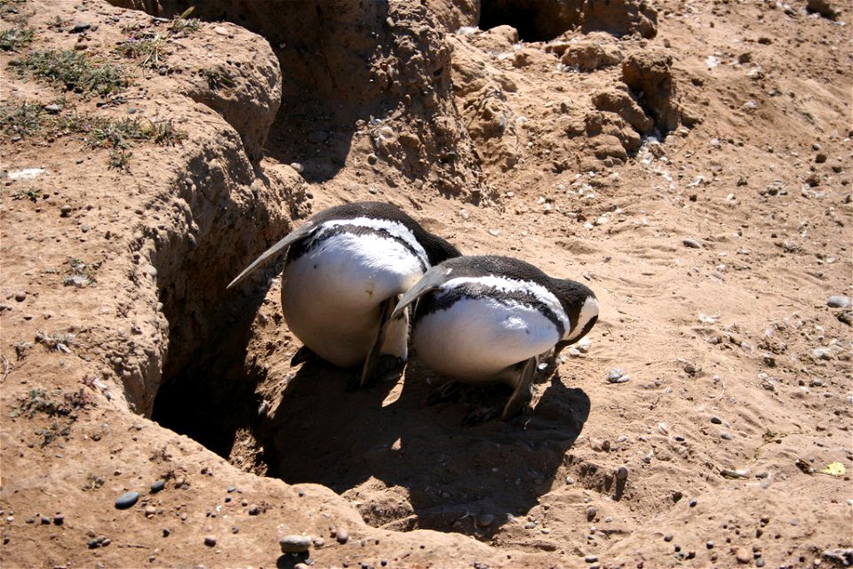 Magellanic penguin (Peninsula Valdés, Patagonia, Argentina)

by Michaël CATANZARITI