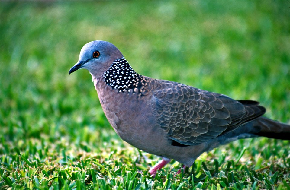 Spotted dove (Streptopelia chinensis), Maui, Hawaii