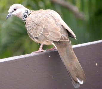 Spotted Turtle Dove photo