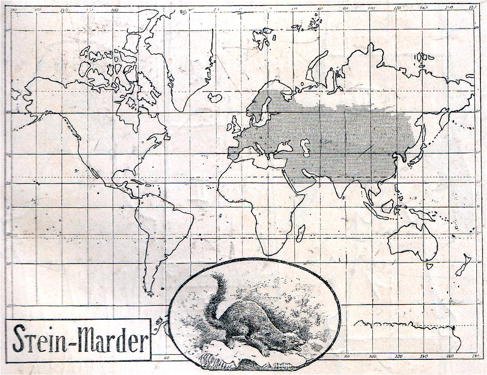 Weltkarte der Verbreitung des Steinmarders (1910).