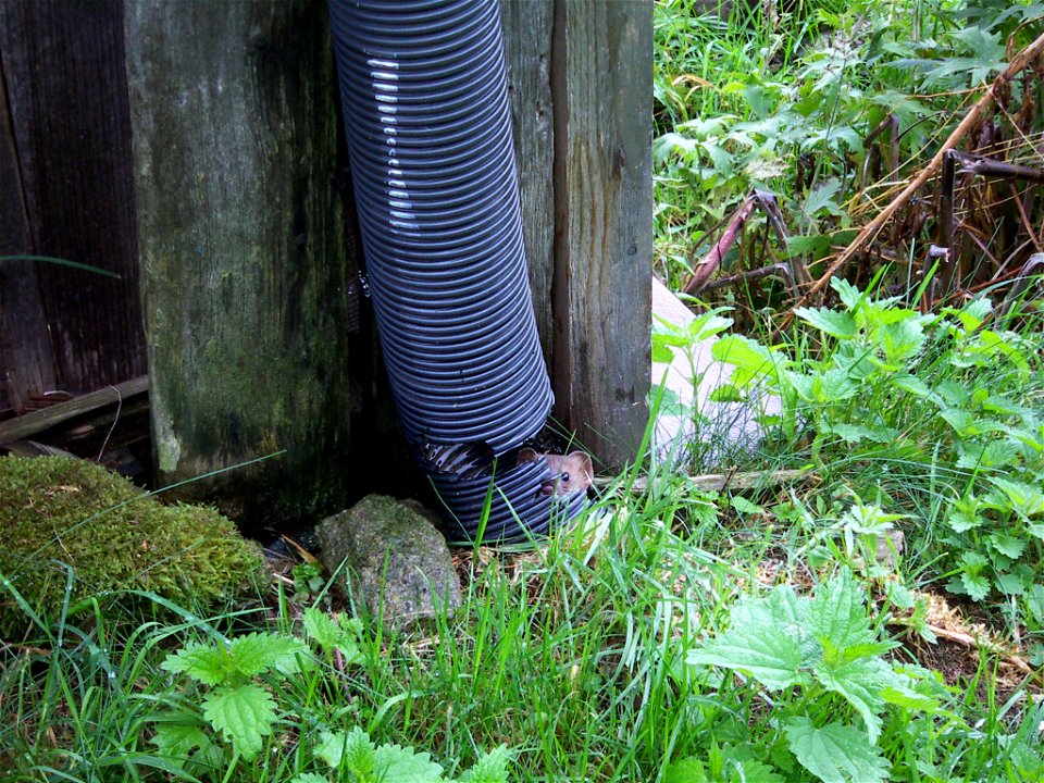 Steinmarder, aufgenommen in Bartholomäberg.