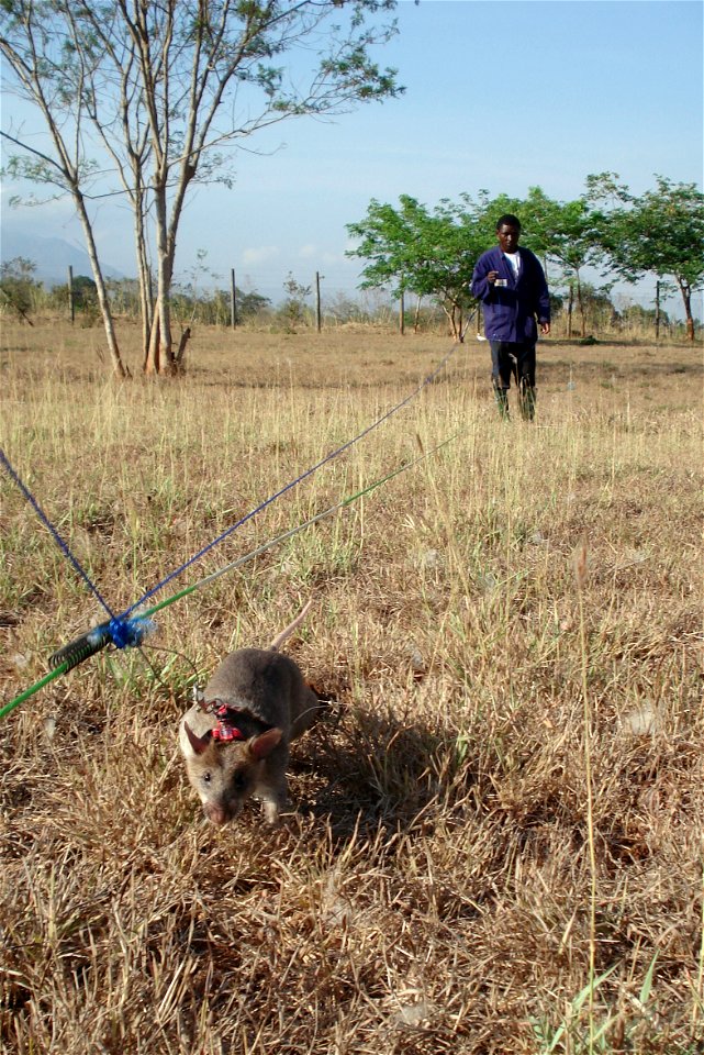 One of APOPO's HeroRATs looking for a landmine