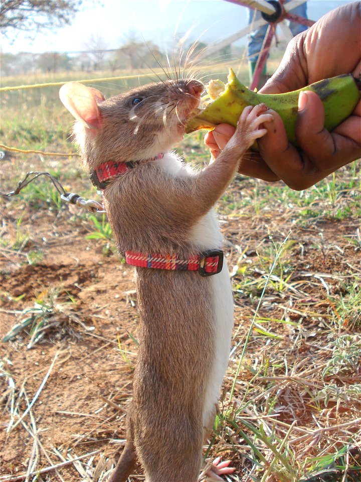 APOPO HeroRAT rat getting food reward