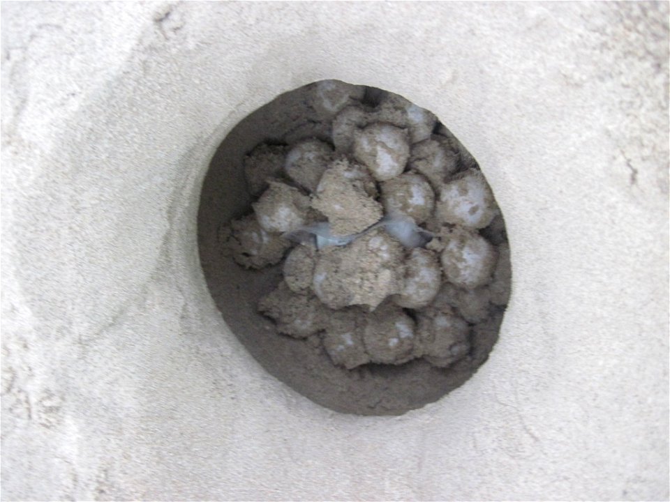 2010 Kemp's ridley sea turtle project at Padre Island National Seashore