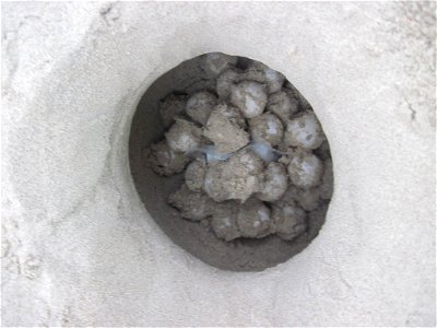2010 Kemp's ridley sea turtle project at Padre Island National Seashore