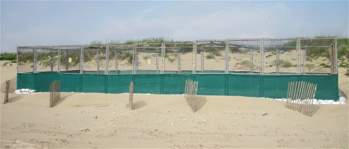 2010 Kemp's ridley sea turtle project at Padre Island National Seashore